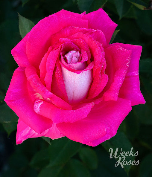 Picture Perfect - Weeks Rose