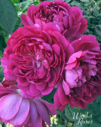 Sultry Night - Weeks Rose