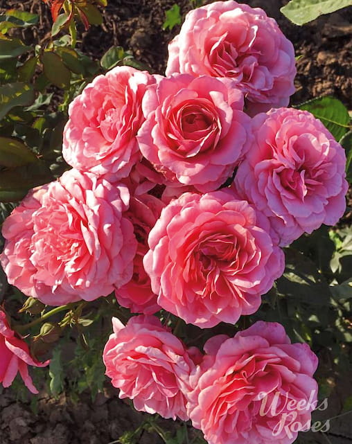 Uptown Girl - Weeks Rose