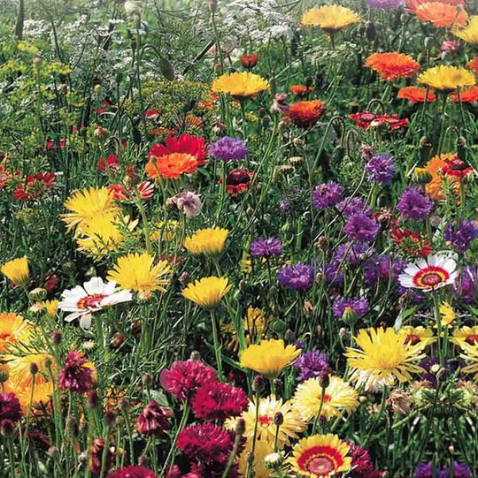 Wildflowers All Purpose Mix - McKenzie Seeds