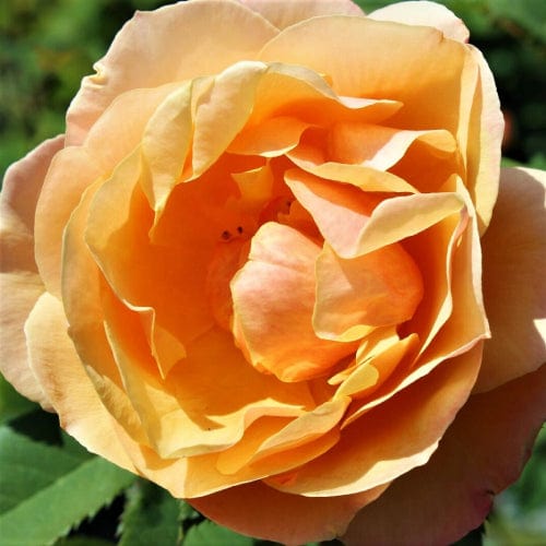 About Face Orange Yellow Grandiflora Weeks Rose