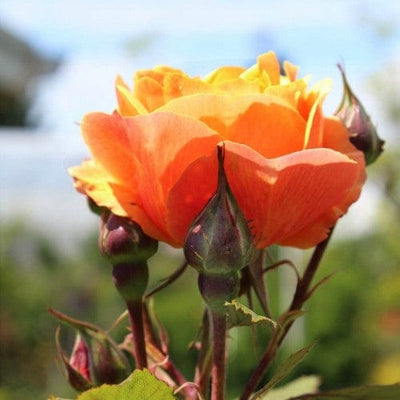 About Face Orange Yellow Grandiflora Weeks Rose