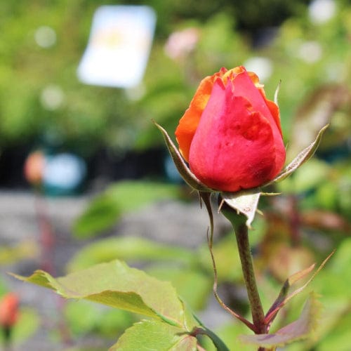 About Face Orange Yellow Grandiflora Weeks Rose