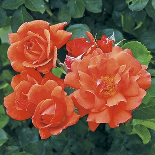 Above All Salmon Orange Climbing Weeks Rose