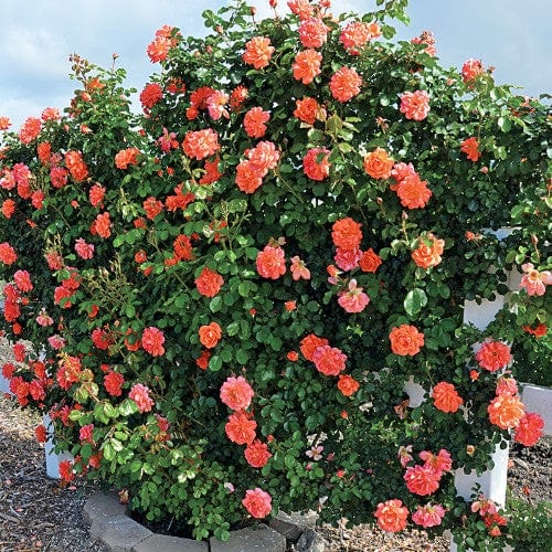 Above All Salmon Orange Climbing Weeks Rose