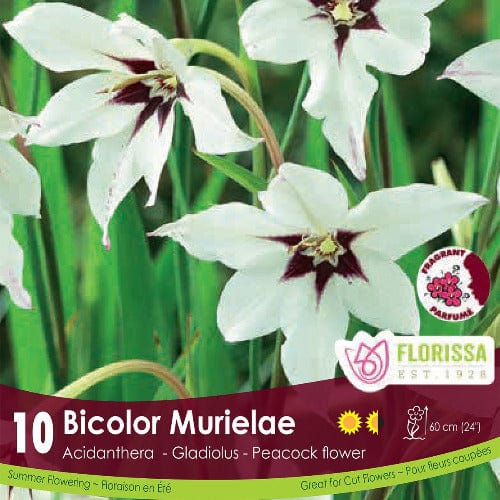 Acidanthera Bicolor Murilea White Spring Bulb