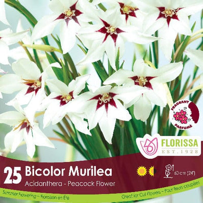 ACIDANTHERA BICOLOR MURILEA "PEACOCK FLOWER" 
