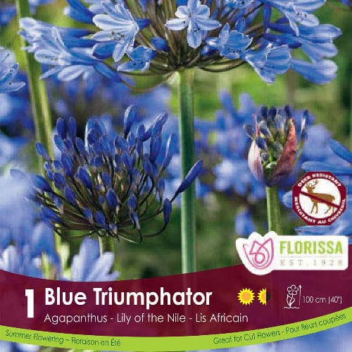 Agapanthus Triumphator Blue Spring Bulb