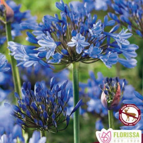 Agapanthus Triumphator Blue Spring Bulb