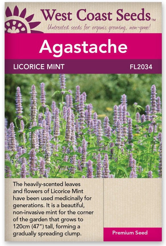 Agastache Licorice Mint - West Coast Seeds