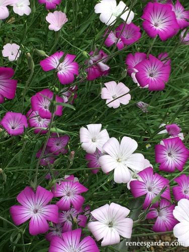 Agrostemma Purple Queen & Pink Contessa - Renee's Garden