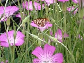Agrostemma Purple Queen & Pink Contessa - Renee's Garden