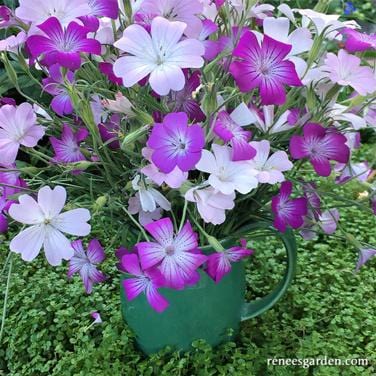Agrostemma Purple Queen & Pink Contessa - Renee's Garden