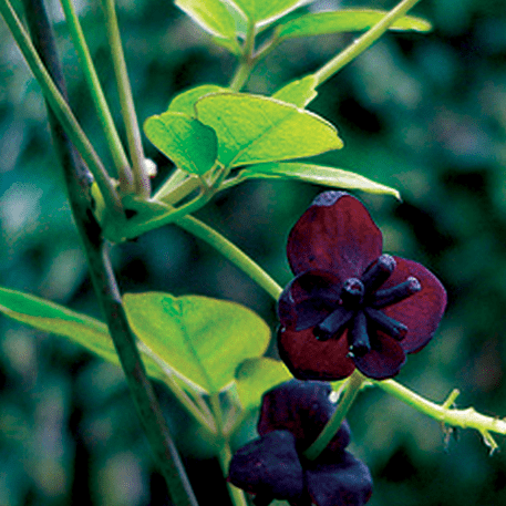 Akebia Chocolate Vine