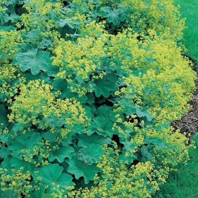 Alchemilla Mollis - Mr. Fothergill's Seeds RHS