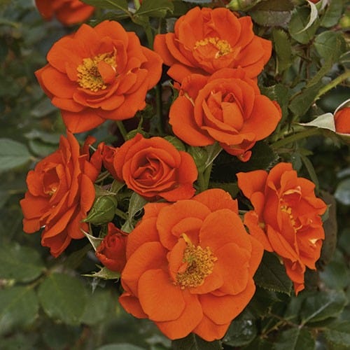 All A Twitter Orange Miniature Weeks Rose