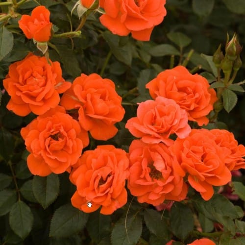 All A Twitter Orange Miniature Weeks Rose