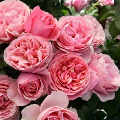 All Dressed Up Weeks Grandiflora Rose Pink