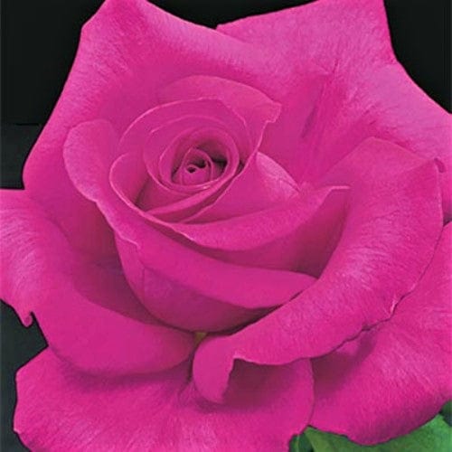 Bright Pink All My Loving Hybrid Tea Weeks Rose