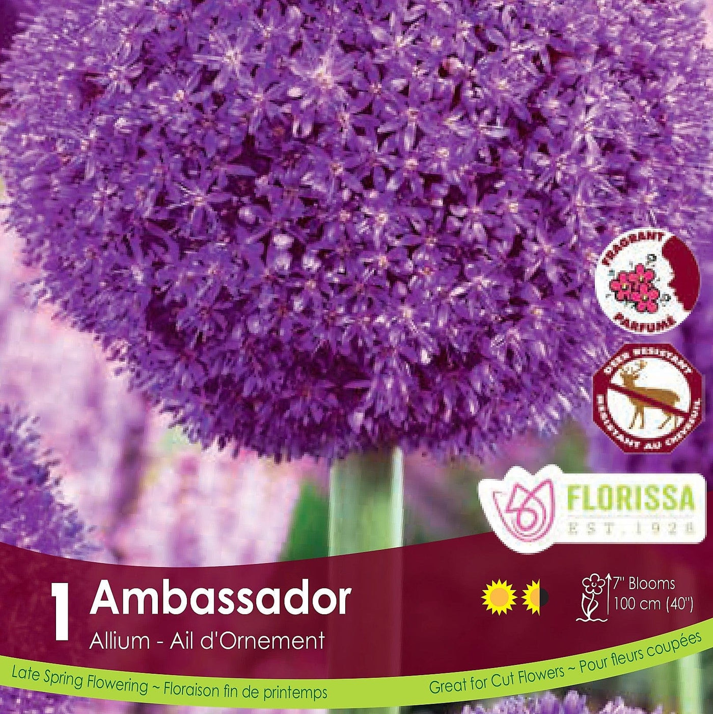 Purple Allium Ambassador 