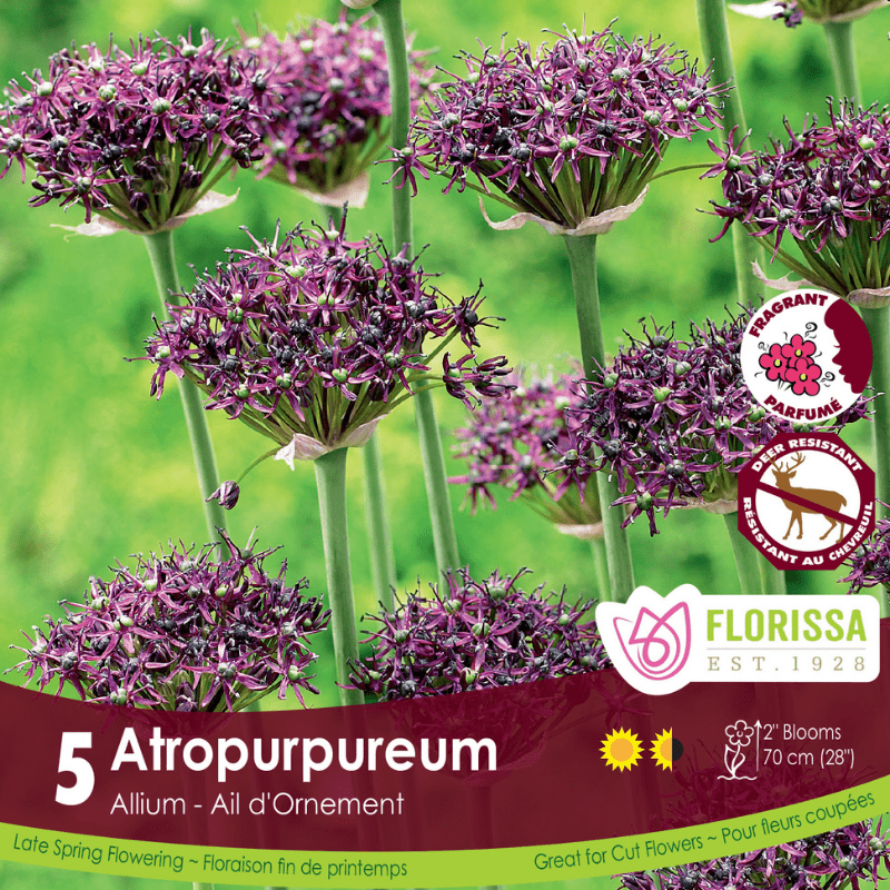 Allium Atropurpureum