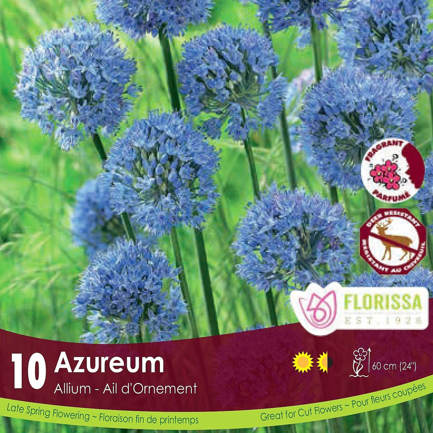Blue Allium Azureum 