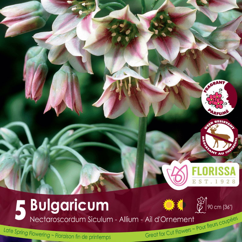 Allium Bulgaricum