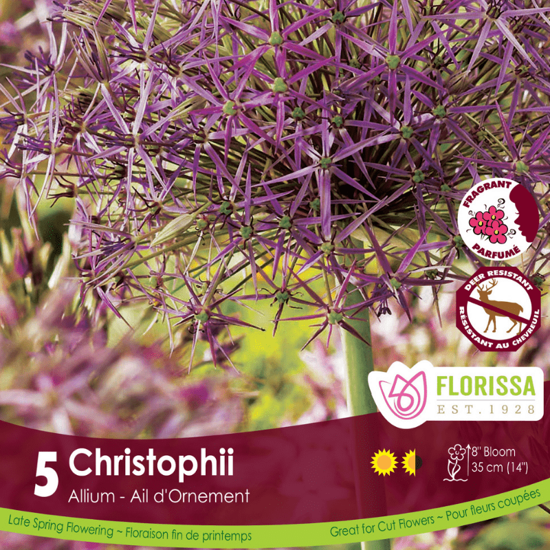 Allium - Christophii, 5 Pack