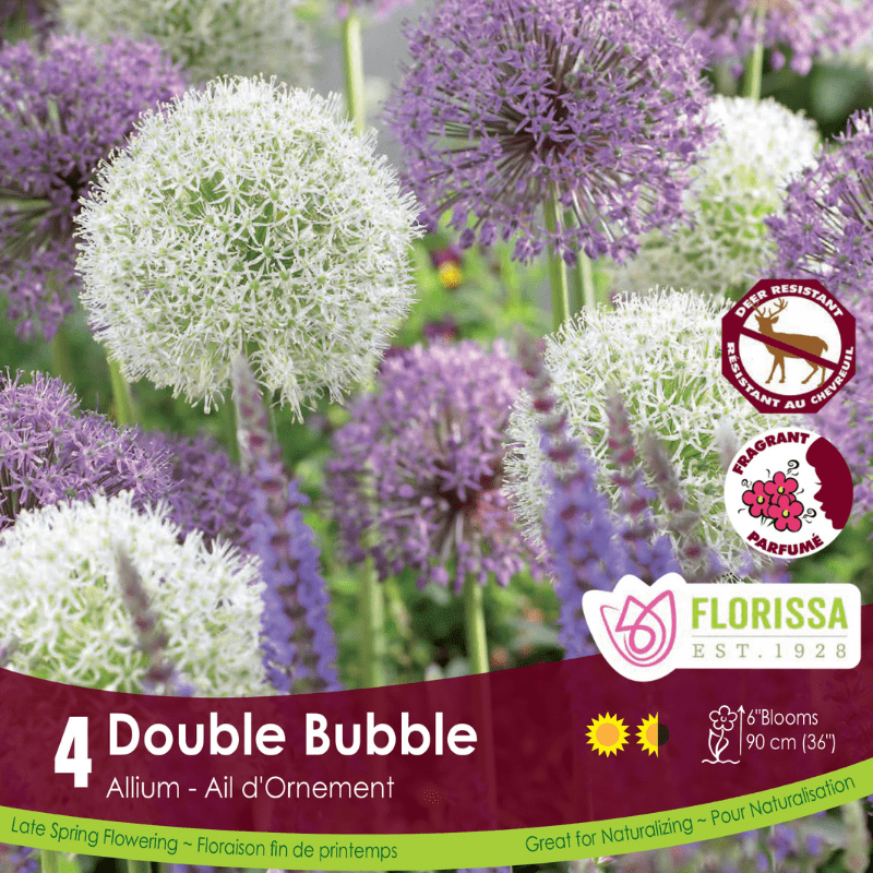 Allium Double Bubble