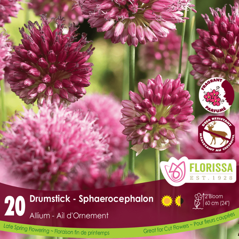 Allium Sphaerocephalon