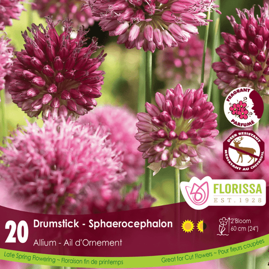 Allium Sphaerocephalon