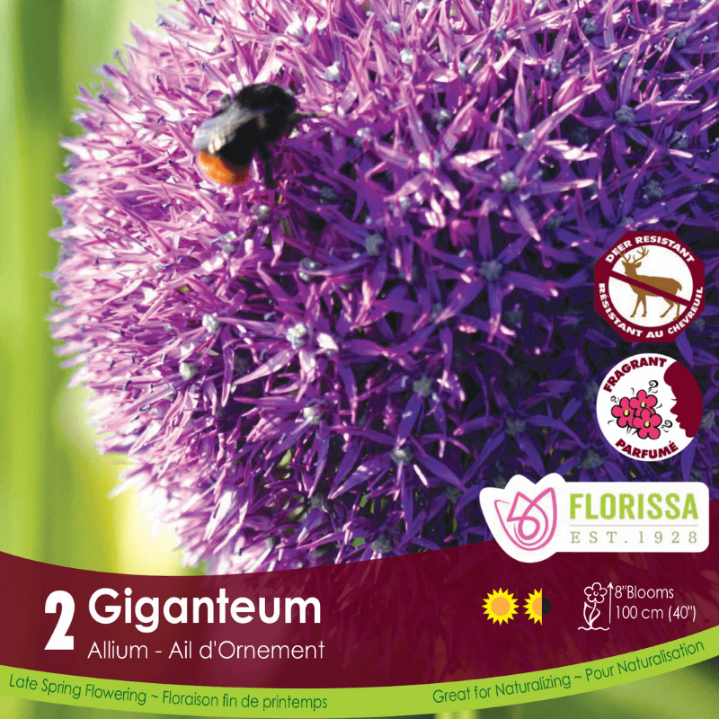 Allium Giganteum - Bonus Pack
