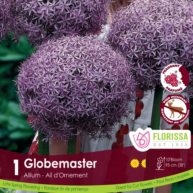 Allium Globemaster