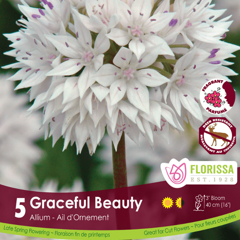 Allium Graceful Beauty Tops
