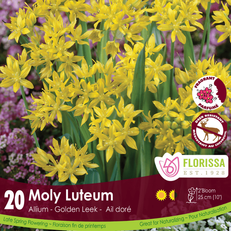 Allium Moly Luteum