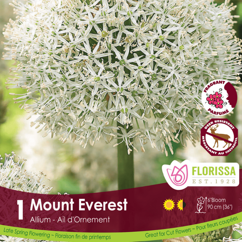 Allium - Mount Everest