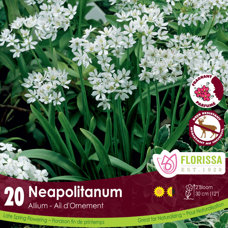 Allium Neapolitanum