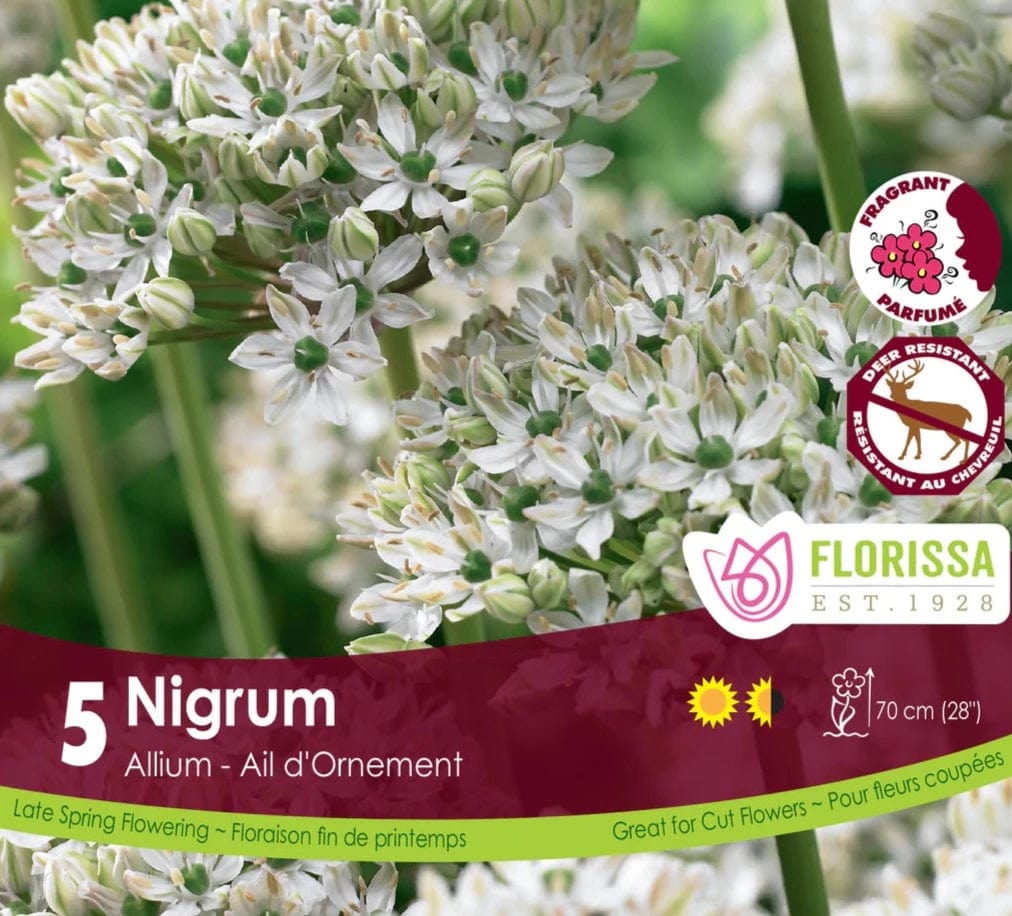 Allium - Nigrum, 5 Pack