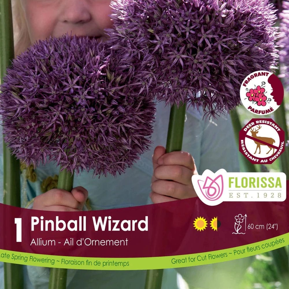 Allium - Pinball Wizard