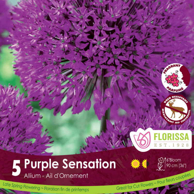 Allium Purple Sensation