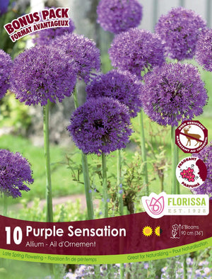 Allium - Purple Sensation, BONUS 10 Pack