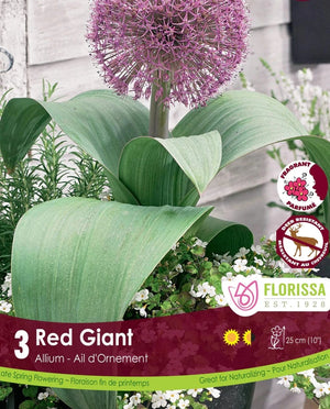 Allium - Red Giant, 3 Pack