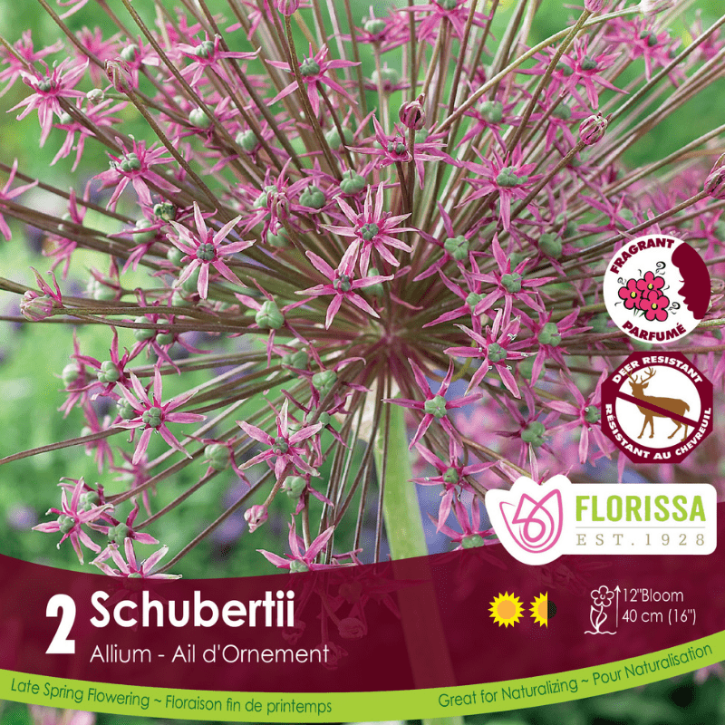 Allium Schubertii