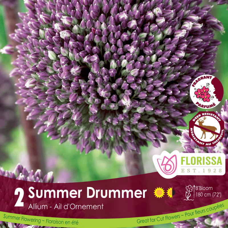 Allium Summer Drummer