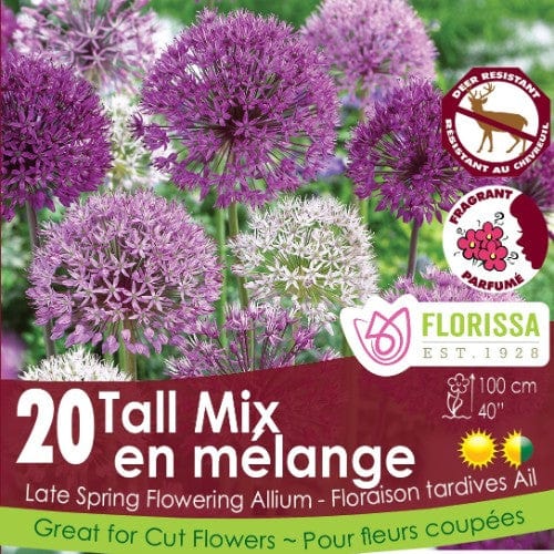 Allium Tall Mix - Mesh Bag