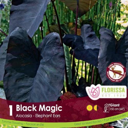 Colocasia Black Magic Spring Bulb