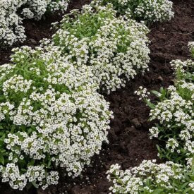 Alyssum Carpet of Snow - Ontario Seed Company