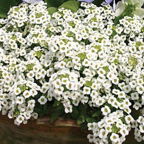 Alyssum Carpet of Snow - Burpee Seeds