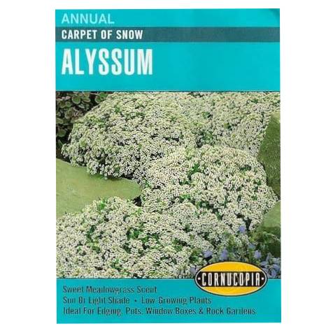 Alyssum Carpet of Snow - Cornucopia Seeds