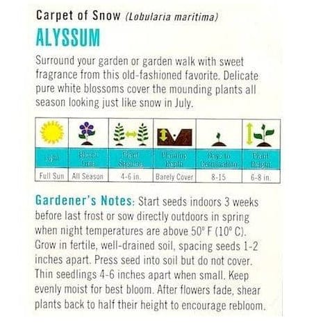 Alyssum Carpet of Snow - Cornucopia Seeds